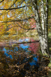 Tree with Fall Reflections by Sandy Renna