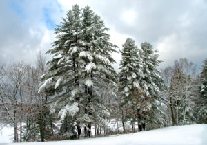 Winter Evergreens by Sandy Renna