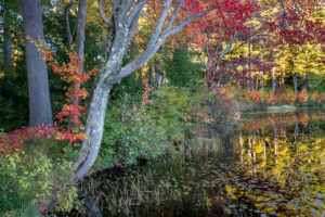 Fall Pond Reflections by Sandy Renna