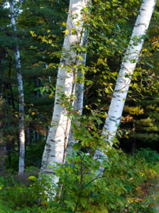 Lighted Birches by Sandy Renna