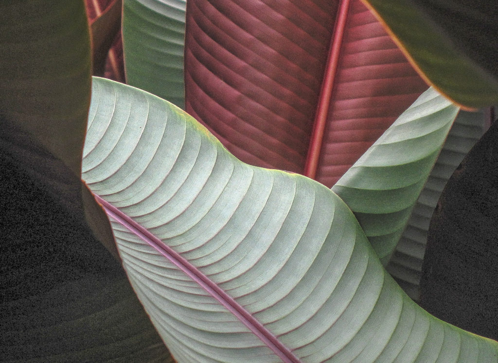 Leaf Patterns