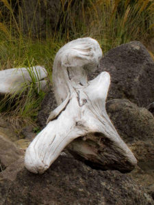 Driftwood by Sandy Renna