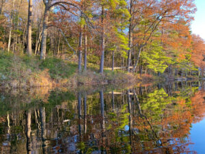 Fall Pond Colors